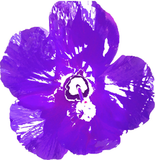 image of  painted purple flower to illustrate private instruction  page